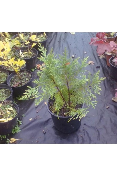 Chamaecyparis lawsoniana Globosa